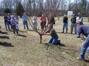 Pruning workshop with Charlie Robinson